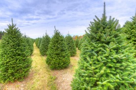 an evergreen tree farm